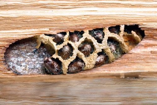 Réf. 355 303 : Osmia bicornis